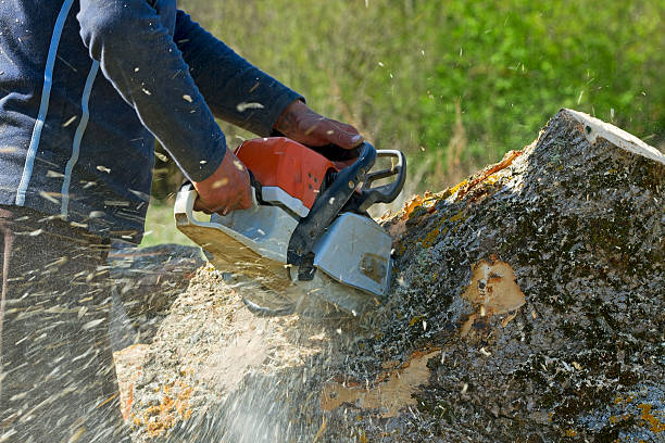 The Steps Involved in Our Tree Care Process in Wedgefield, SC